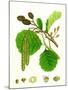 Alnus Glutinosa Common Alder-null-Mounted Giclee Print