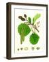 Alnus Glutinosa Common Alder-null-Framed Giclee Print