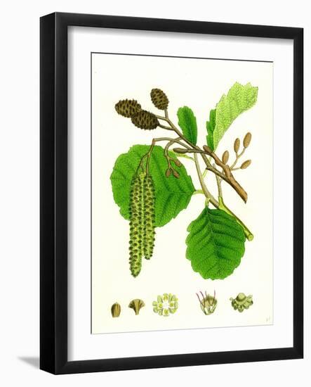 Alnus Glutinosa Common Alder-null-Framed Giclee Print