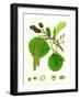 Alnus Glutinosa Common Alder-null-Framed Giclee Print