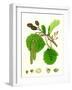 Alnus Glutinosa Common Alder-null-Framed Giclee Print