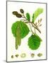 Alnus Glutinosa Common Alder-null-Mounted Giclee Print