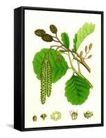 Alnus Glutinosa Common Alder-null-Framed Stretched Canvas