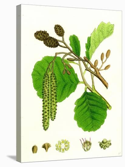 Alnus Glutinosa Common Alder-null-Stretched Canvas