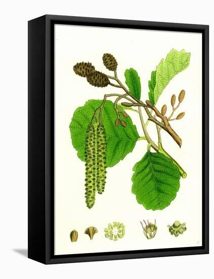 Alnus Glutinosa Common Alder-null-Framed Stretched Canvas