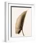 Alocasia 1-Julie Greenwood-Framed Art Print