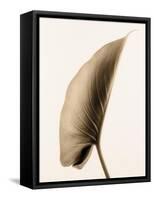 Alocasia 1-Julie Greenwood-Framed Stretched Canvas