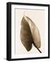 Alocasia 2-Julie Greenwood-Framed Art Print