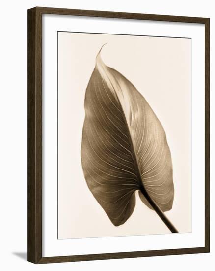 Alocasia 2-Julie Greenwood-Framed Art Print