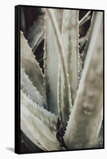 Aloe_001-Pictufy Studio III-Framed Stretched Canvas