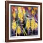 Aloe Buds-Ken Bremer-Framed Giclee Print