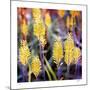 Aloe Buds-Ken Bremer-Mounted Limited Edition