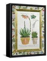 Aloe, C.1740-Johann Wilhelm Weinman-Framed Stretched Canvas