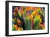 Aloe Fan-Dennis Frates-Framed Giclee Print