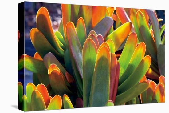 Aloe Fan-Dennis Frates-Stretched Canvas