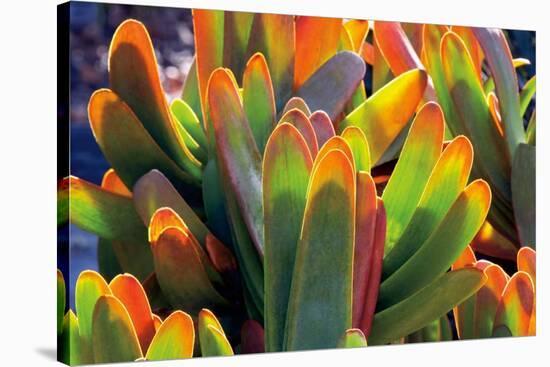 Aloe Fan-Dennis Frates-Stretched Canvas