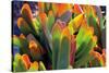 Aloe Fan-Dennis Frates-Stretched Canvas