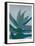 Aloe Ferox-Annika John-Framed Stretched Canvas