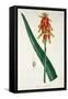 Aloe from Phytographie Medicale by Joseph Roques-L.f.j. Hoquart-Framed Stretched Canvas