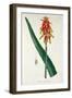 Aloe from Phytographie Medicale by Joseph Roques-L.f.j. Hoquart-Framed Giclee Print