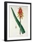 Aloe from Phytographie Medicale by Joseph Roques-L.f.j. Hoquart-Framed Giclee Print