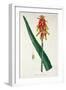 Aloe from Phytographie Medicale by Joseph Roques-L.f.j. Hoquart-Framed Giclee Print