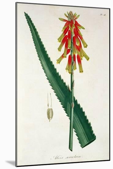 Aloe from Phytographie Medicale by Joseph Roques-L.f.j. Hoquart-Mounted Giclee Print