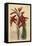 Aloe Humilis (Apple-Green Leaved Aloe, Aloe Virens)-Sydenham Teast Edwards-Framed Stretched Canvas