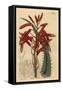 Aloe Humilis (Apple-Green Leaved Aloe, Aloe Virens)-Sydenham Teast Edwards-Framed Stretched Canvas