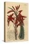 Aloe Humilis (Apple-Green Leaved Aloe, Aloe Virens)-Sydenham Teast Edwards-Stretched Canvas