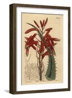 Aloe Humilis (Apple-Green Leaved Aloe, Aloe Virens)-Sydenham Teast Edwards-Framed Giclee Print