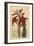 Aloe Humilis (Apple-Green Leaved Aloe, Aloe Virens)-Sydenham Teast Edwards-Framed Giclee Print