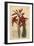 Aloe Humilis (Apple-Green Leaved Aloe, Aloe Virens)-Sydenham Teast Edwards-Framed Giclee Print