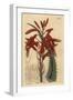 Aloe Humilis (Apple-Green Leaved Aloe, Aloe Virens)-Sydenham Teast Edwards-Framed Giclee Print