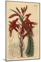 Aloe Humilis (Apple-Green Leaved Aloe, Aloe Virens)-Sydenham Teast Edwards-Mounted Giclee Print