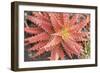 Aloe I-Erin Berzel-Framed Photographic Print