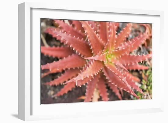 Aloe I-Erin Berzel-Framed Photographic Print