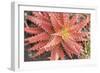 Aloe I-Erin Berzel-Framed Photographic Print