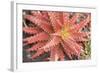 Aloe I-Erin Berzel-Framed Photographic Print