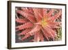 Aloe I-Erin Berzel-Framed Photographic Print