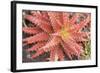 Aloe I-Erin Berzel-Framed Photographic Print