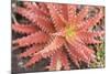 Aloe I-Erin Berzel-Mounted Photographic Print