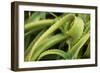 Aloe II-Erin Berzel-Framed Photographic Print