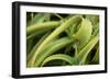 Aloe II-Erin Berzel-Framed Photographic Print