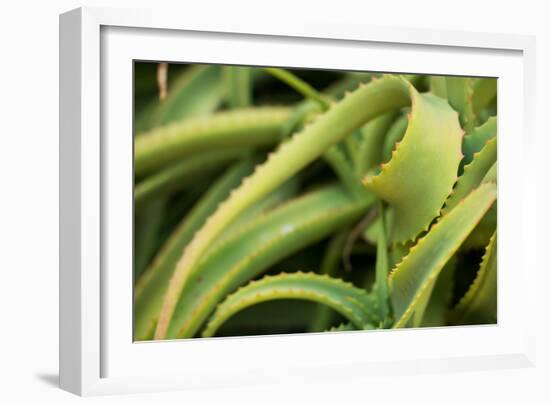 Aloe II-Erin Berzel-Framed Photographic Print