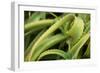 Aloe II-Erin Berzel-Framed Photographic Print