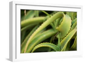 Aloe II-Erin Berzel-Framed Photographic Print