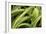 Aloe II-Erin Berzel-Framed Photographic Print