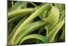 Aloe II-Erin Berzel-Mounted Photographic Print