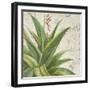 Aloe II-Patricia Pinto-Framed Art Print